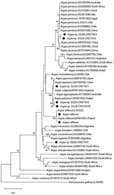 Novel Genotypes of Nidicolous Argas Ticks and Their Associated Microorganisms From Spain